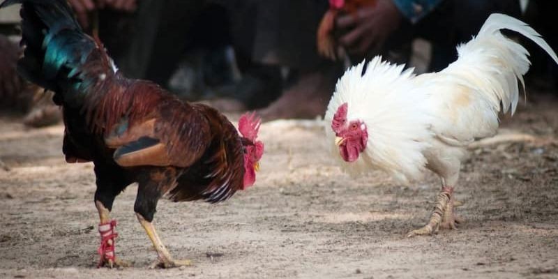 Đá gà cựa tròn V9Bet