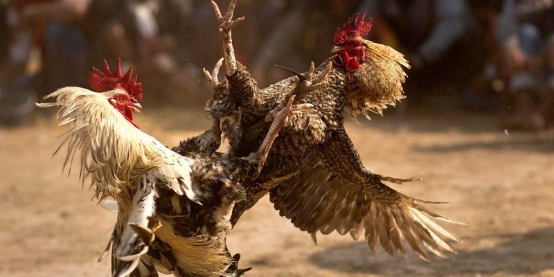 Đá Gà 1 Đá gà V9Bet